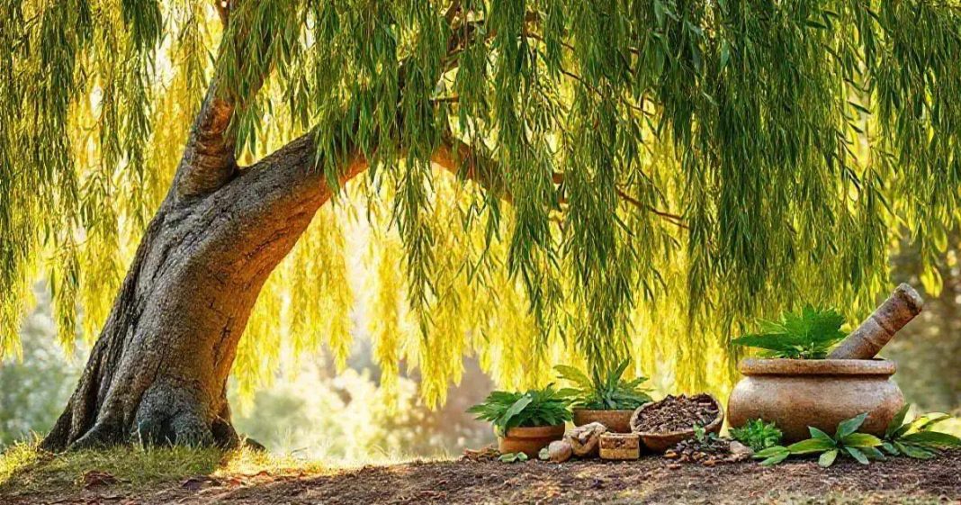 7 Surprising Benefits of Willow Bark for Pain Relief