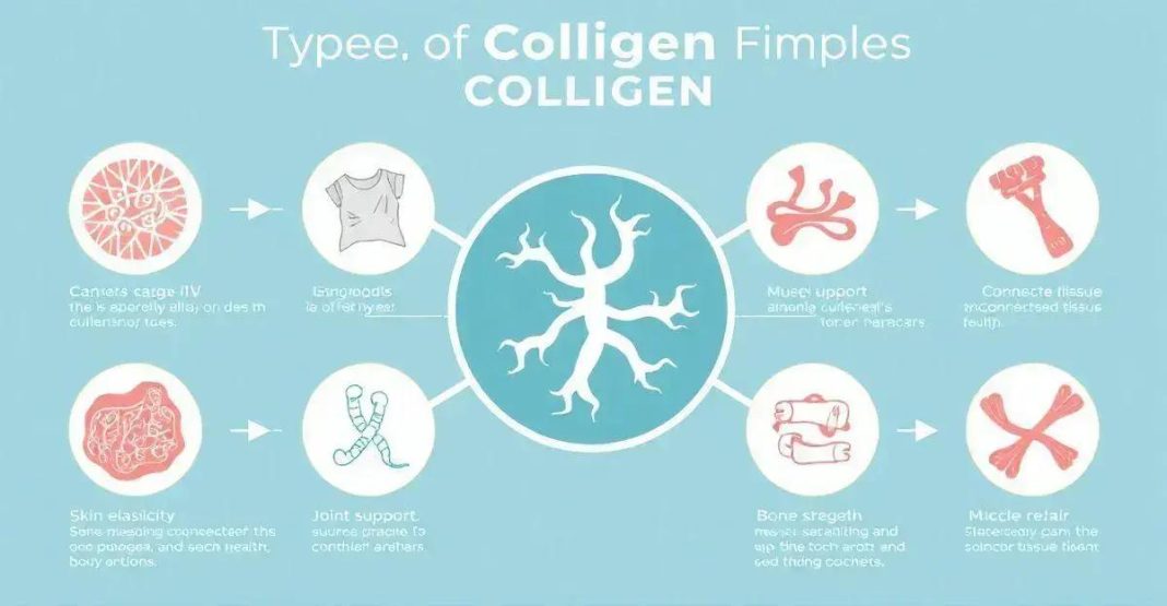 Understanding the Different Types of Collagen and Their Benefits